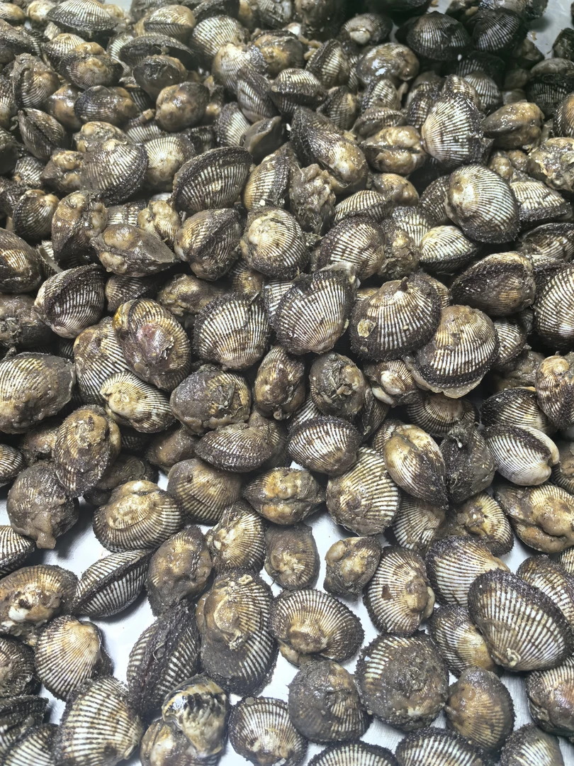 大连鲜活毛蚬子小赤贝，顺丰包邮