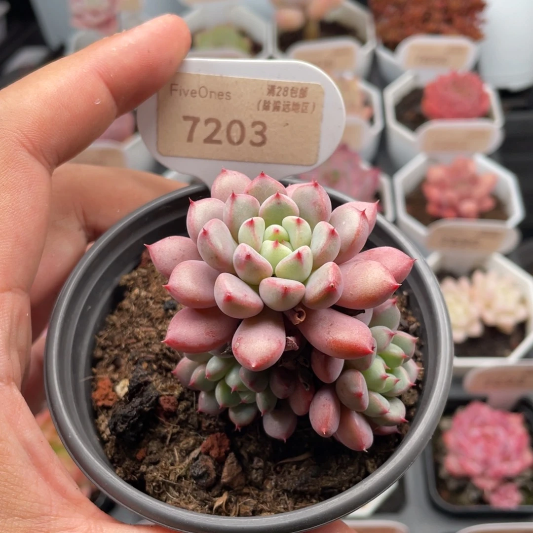雪桃7203-5.5厘米