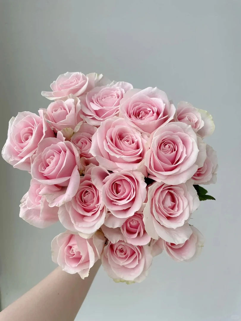 「曼曼」粉红雪山15只➕5只防损  鲜花任意满两单包邮拒收不售后