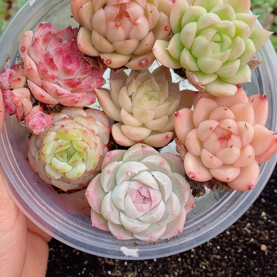 1-27 新疆西藏内蒙不发12.8包邮2-3公分多肉