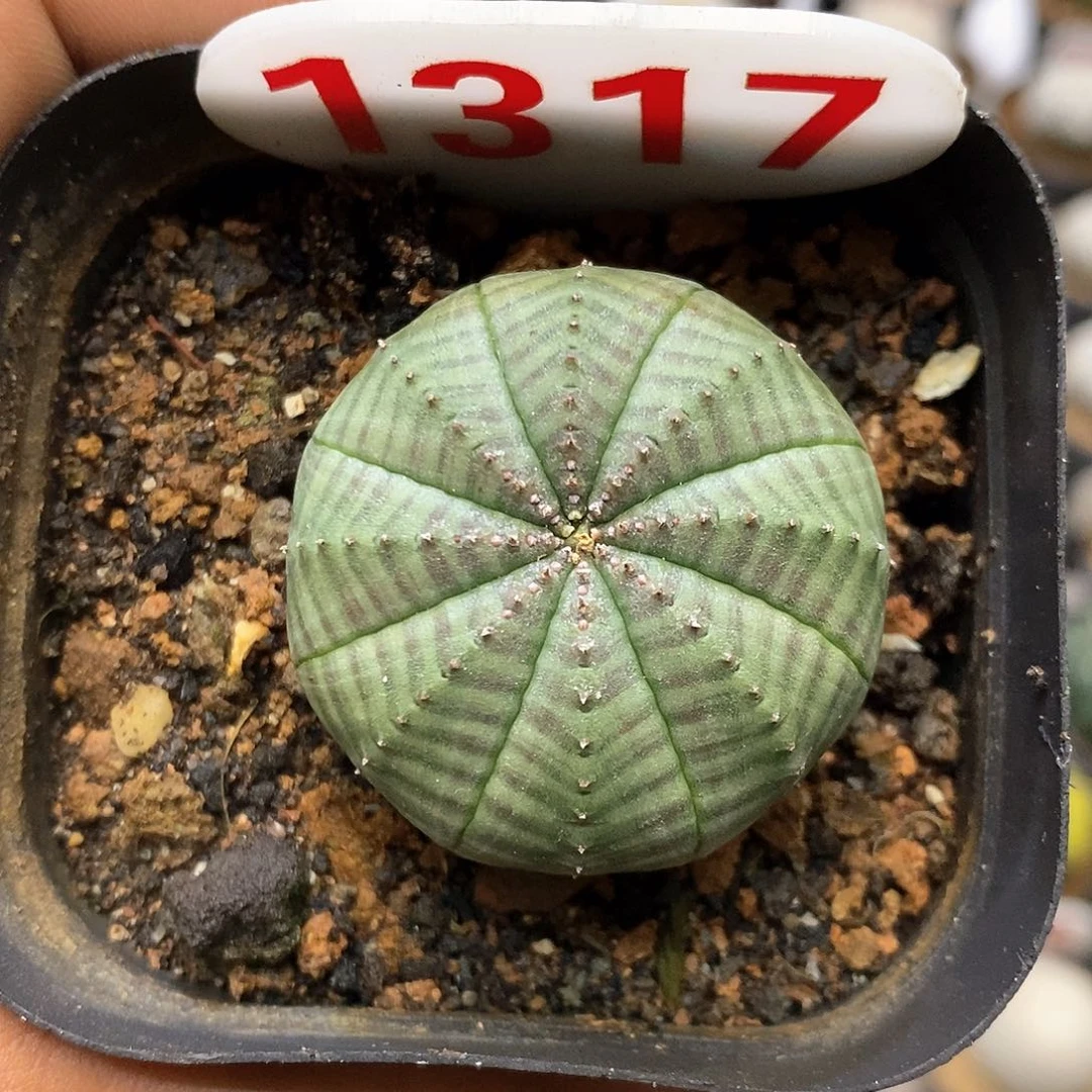 1317福利特价咯福利特价咯