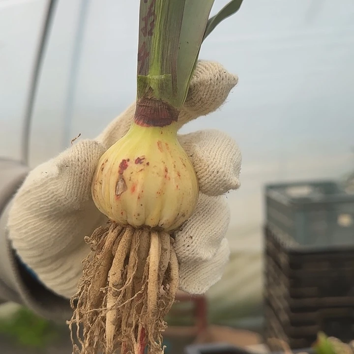 安吉拉4厘米福利价 根干球丑 开花包对版