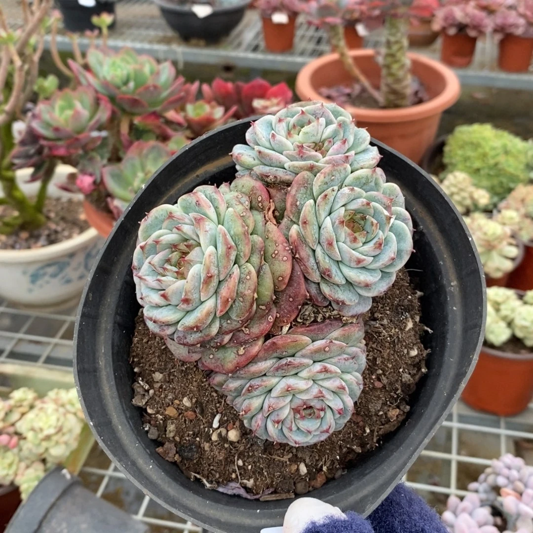 4814天鹅绒一物一拍