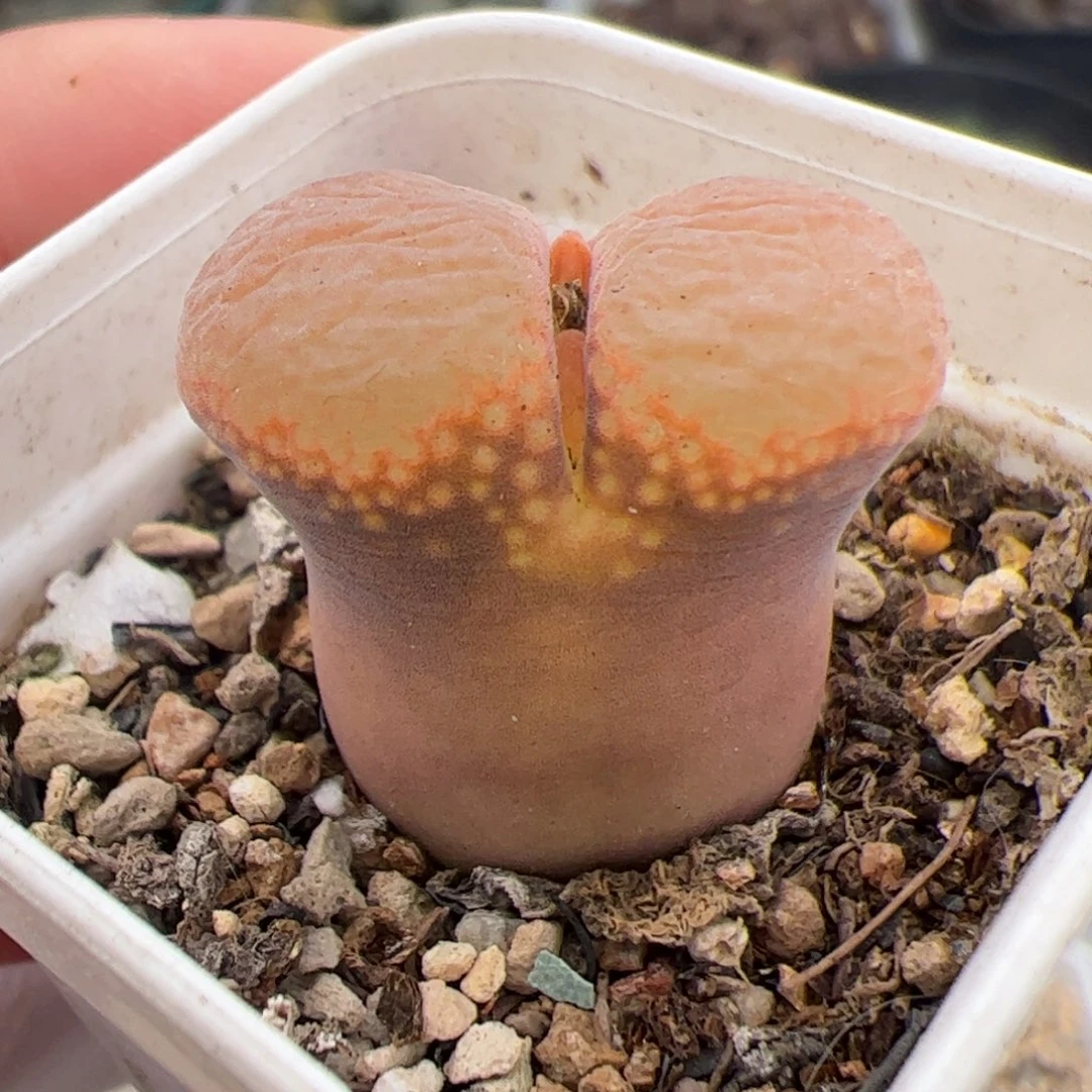 078号风铃 多肉植物