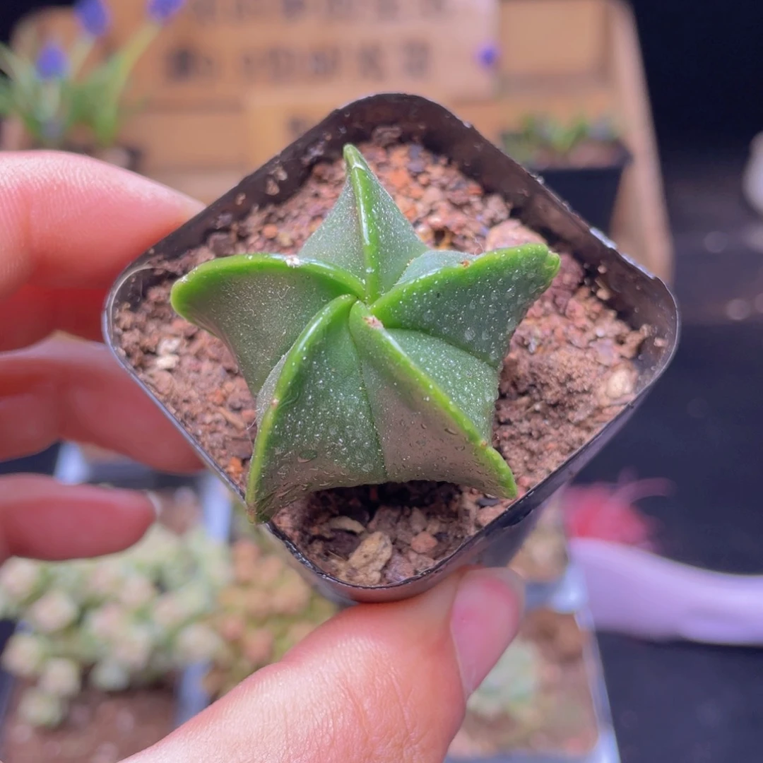 鸾凤玉仙人球多肉9.9包邮发货