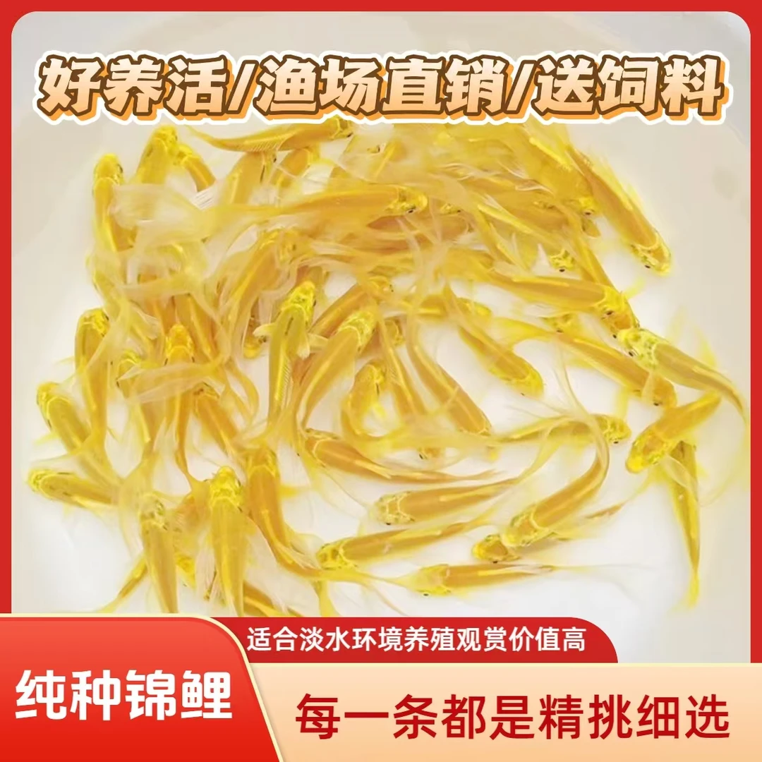 黄金锦鲤锦鲤金鱼淡水冷水黄金小鱼耐寒鱼冷水鱼新手养鱼自来水