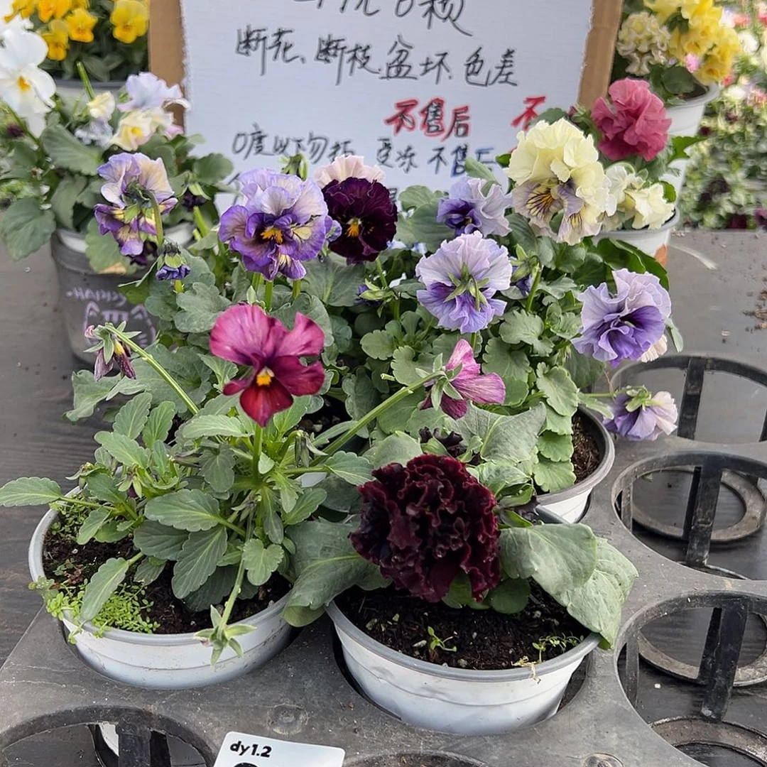 大部分花苞少量开放007号