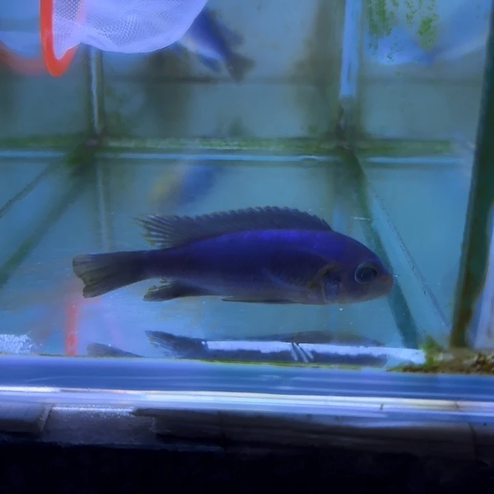 时***➹海水鱼269号1111111