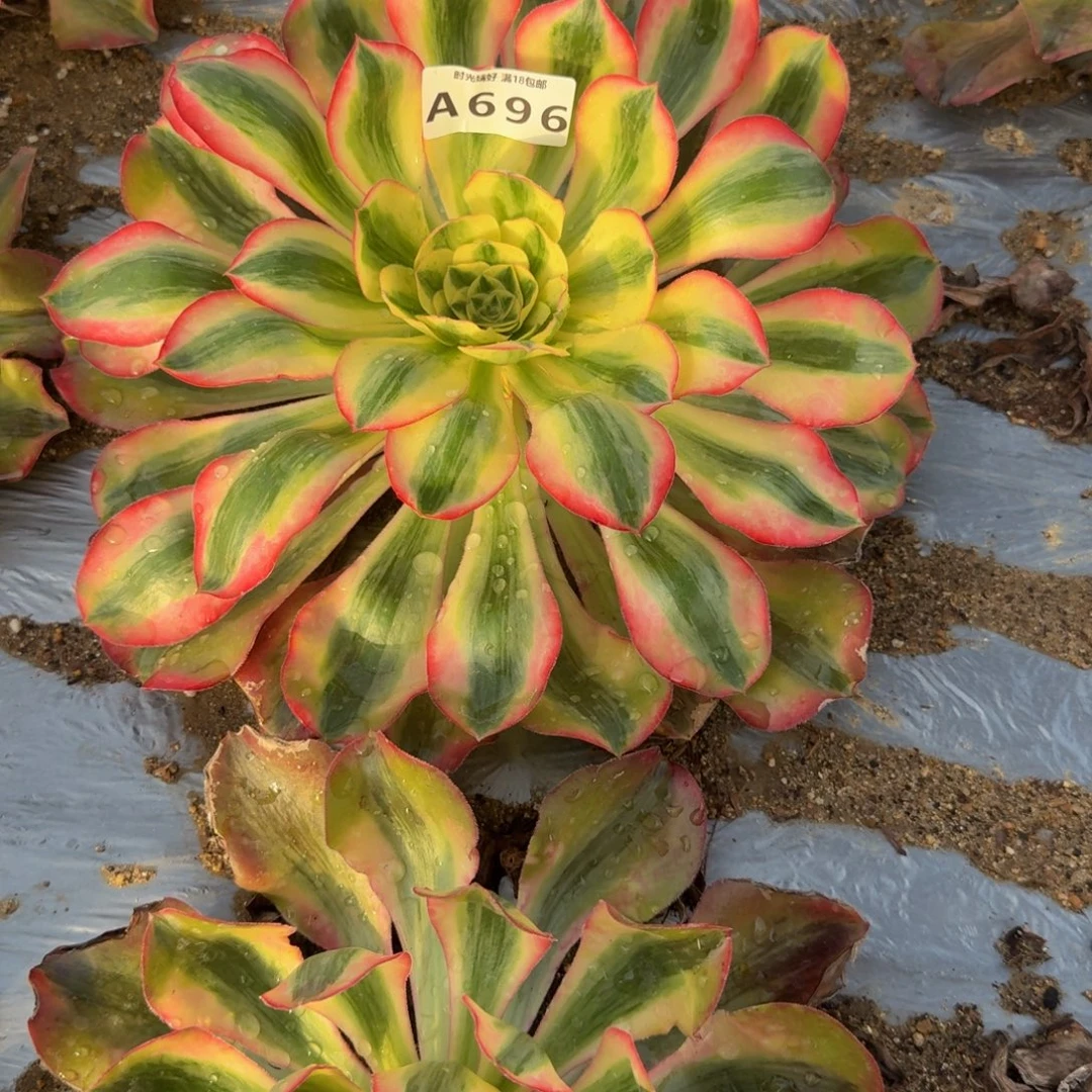 *****696爱丽丝到春。多肉植物