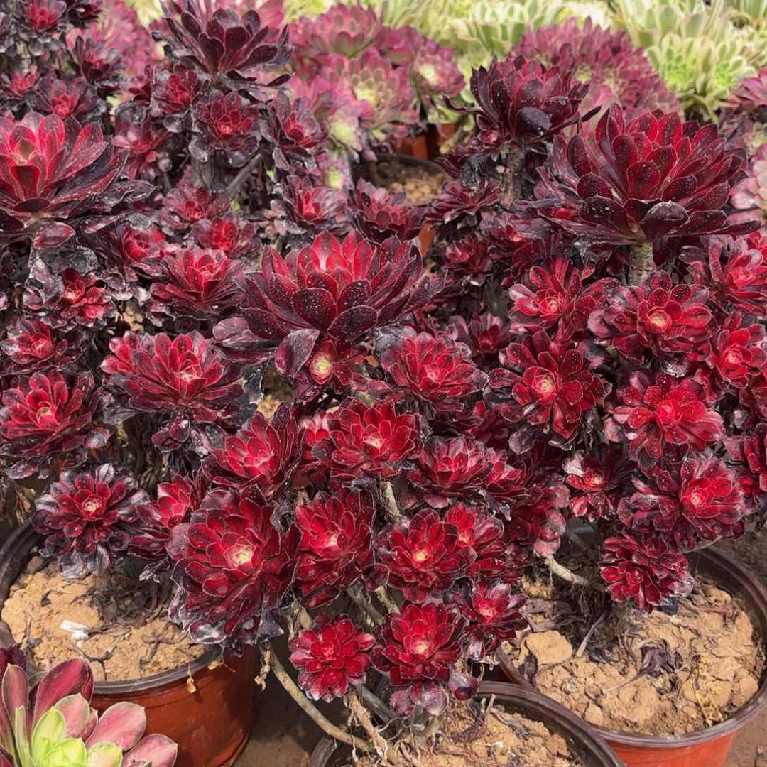 香奈儿木质法师多肉15.8法师