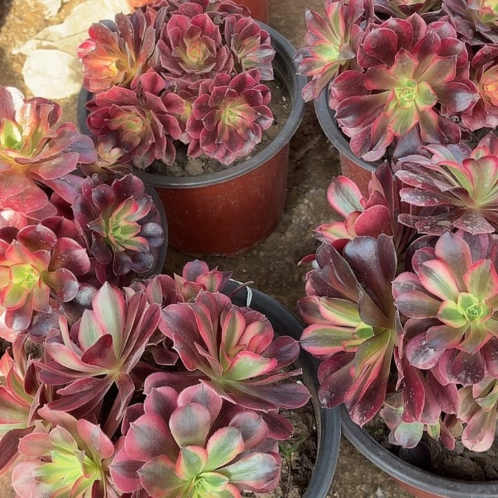 美杜莎买4送一福利