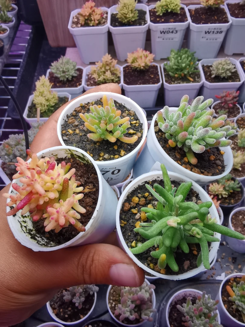 沐苒专拍多肉植物枝干番杏
