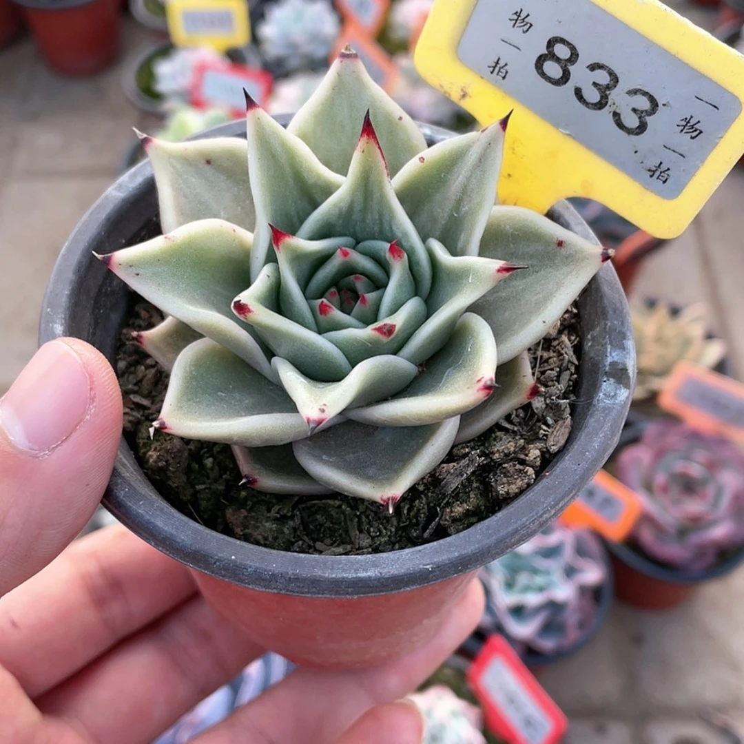 【闪购商品】833号