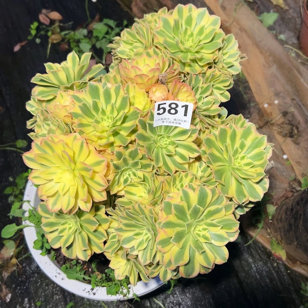 罗*581多肉植物迈巴赫