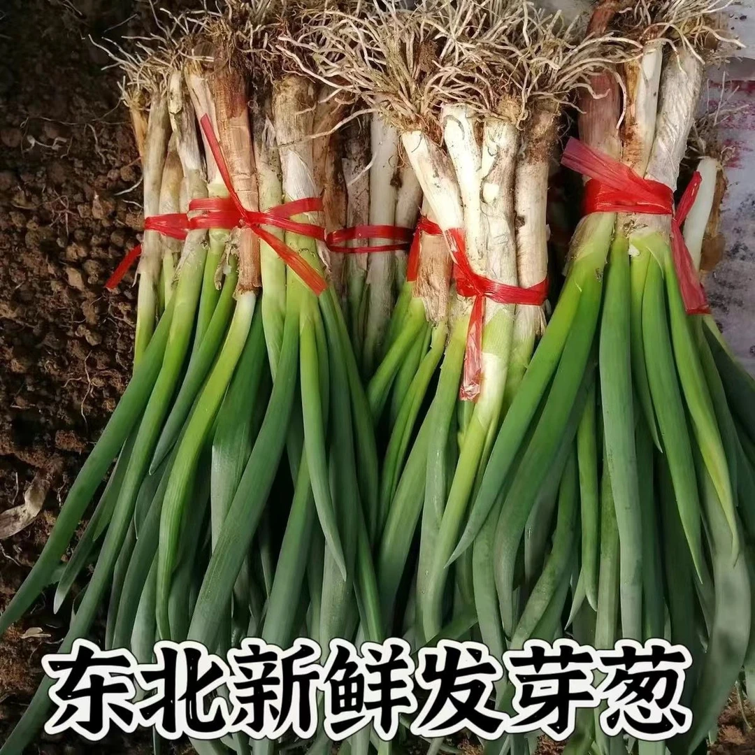 北方小葱新鲜现挖发芽葱生吃蘸酱东北特产新鲜发货大葱