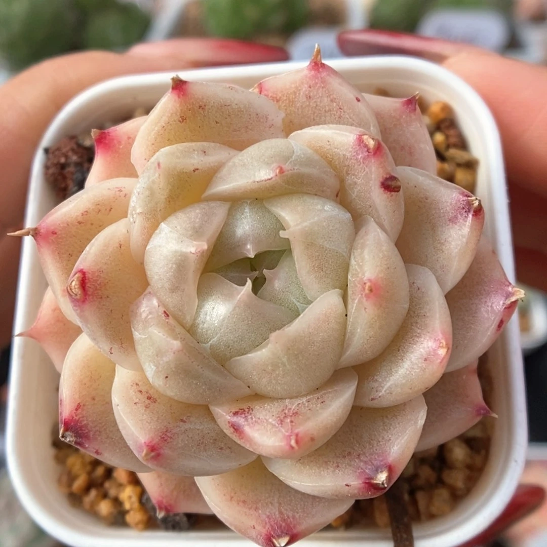 油透麦秆可拍933号。