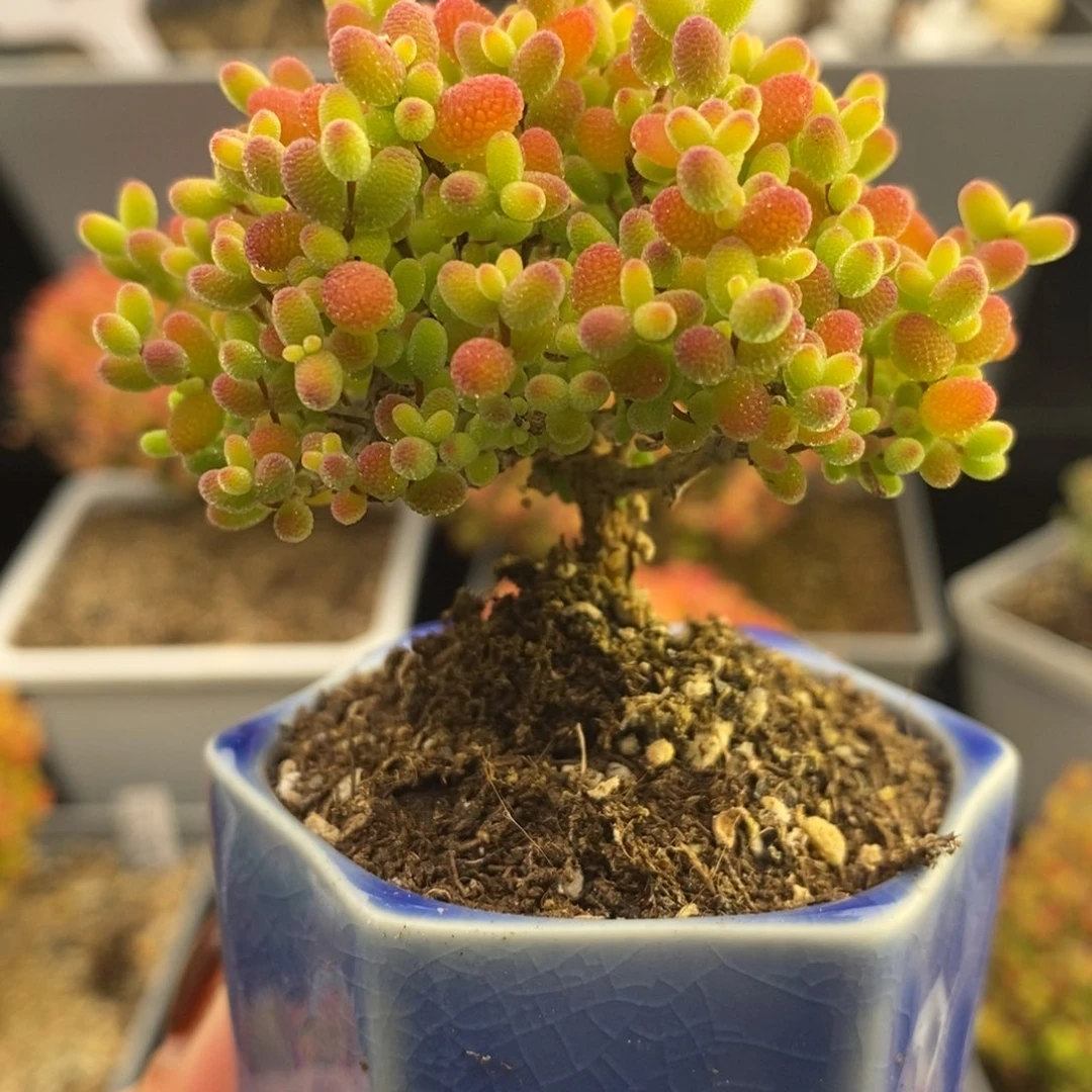 完全开放17号蜜橘糖球（6.5cm）