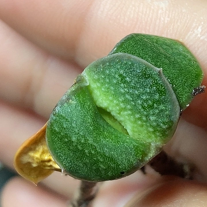 不带盆脱土裸根发货