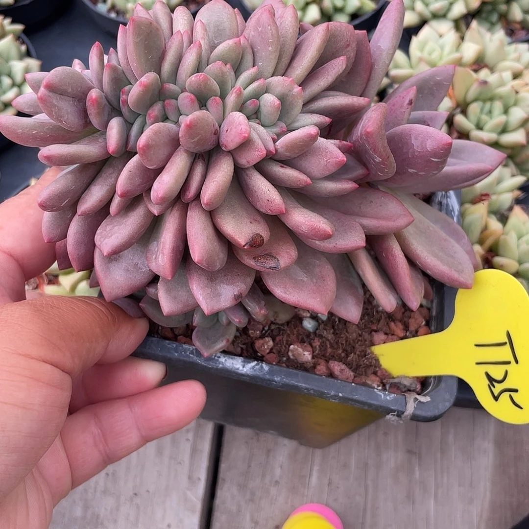 桃花源缀化多肉植物125