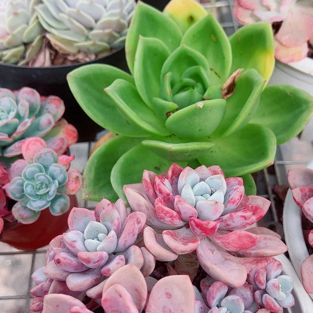 翠花大单头精品特价