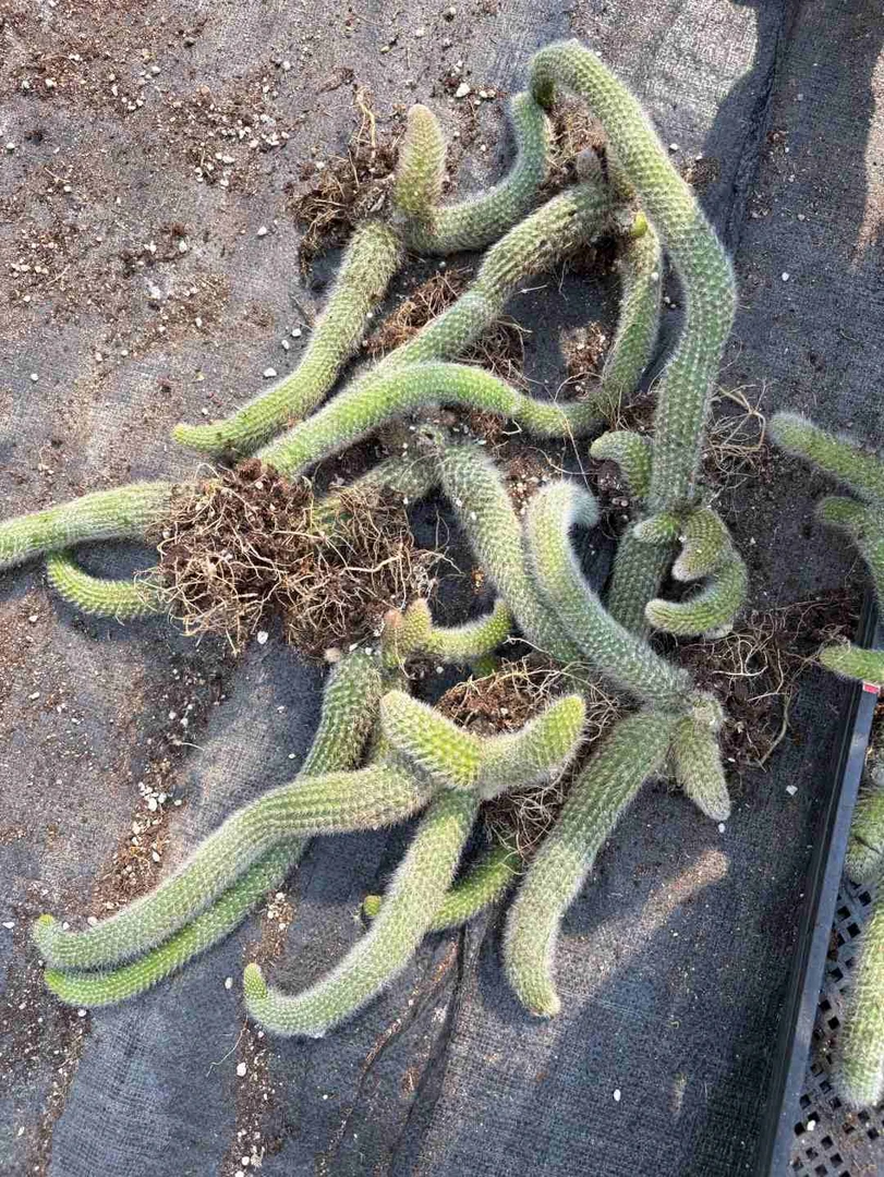 【九尾狐整桩有砍2条尾巴起发】富婆家九尾狐有砍多头长白毛