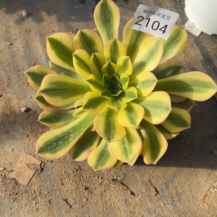 维娜多肉法师多肉2104