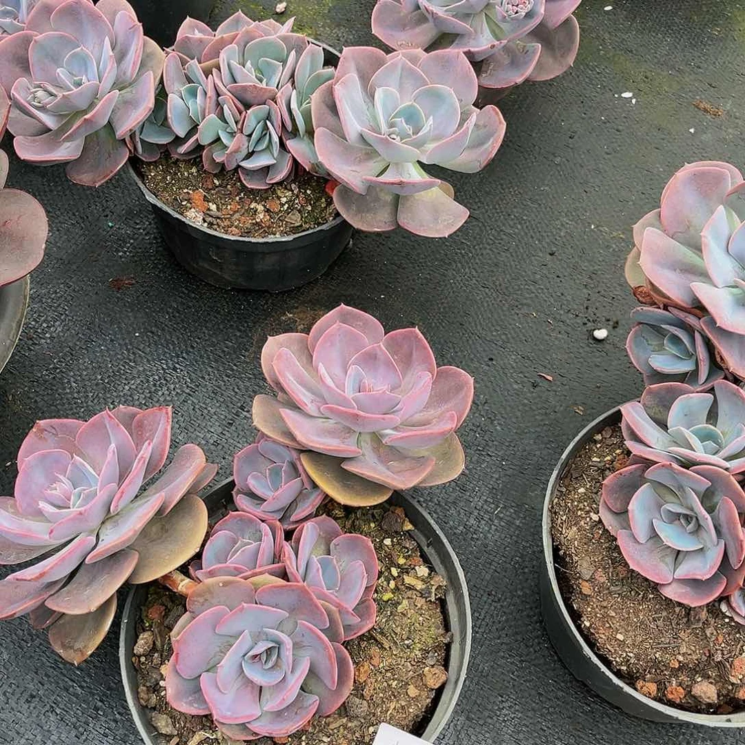 轻**舞玫瑰花尘埃20042