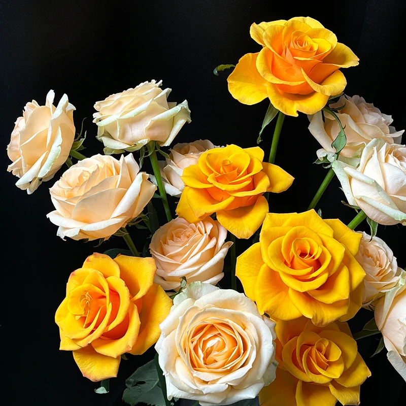 【蜜桃雪山+太空】单头玫瑰 枝长45-50cm 现采现发 顺丰 山东直发