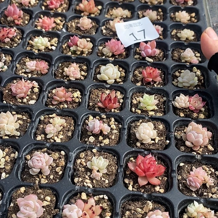 17 多肉植物盆栽花卉