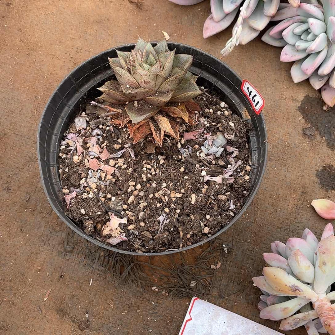 傻461大和锦 一物一拍多肉