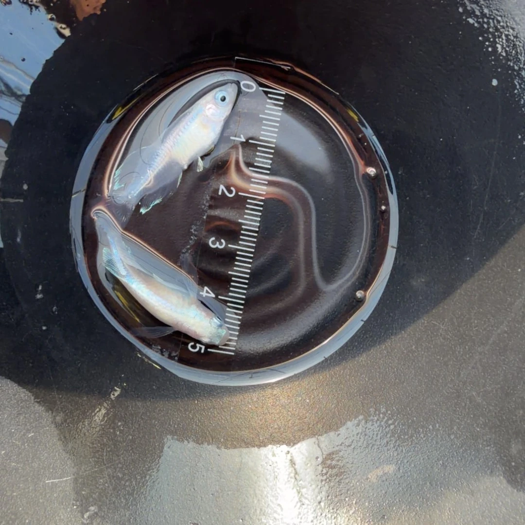 青鳉鱼观背青鳉04