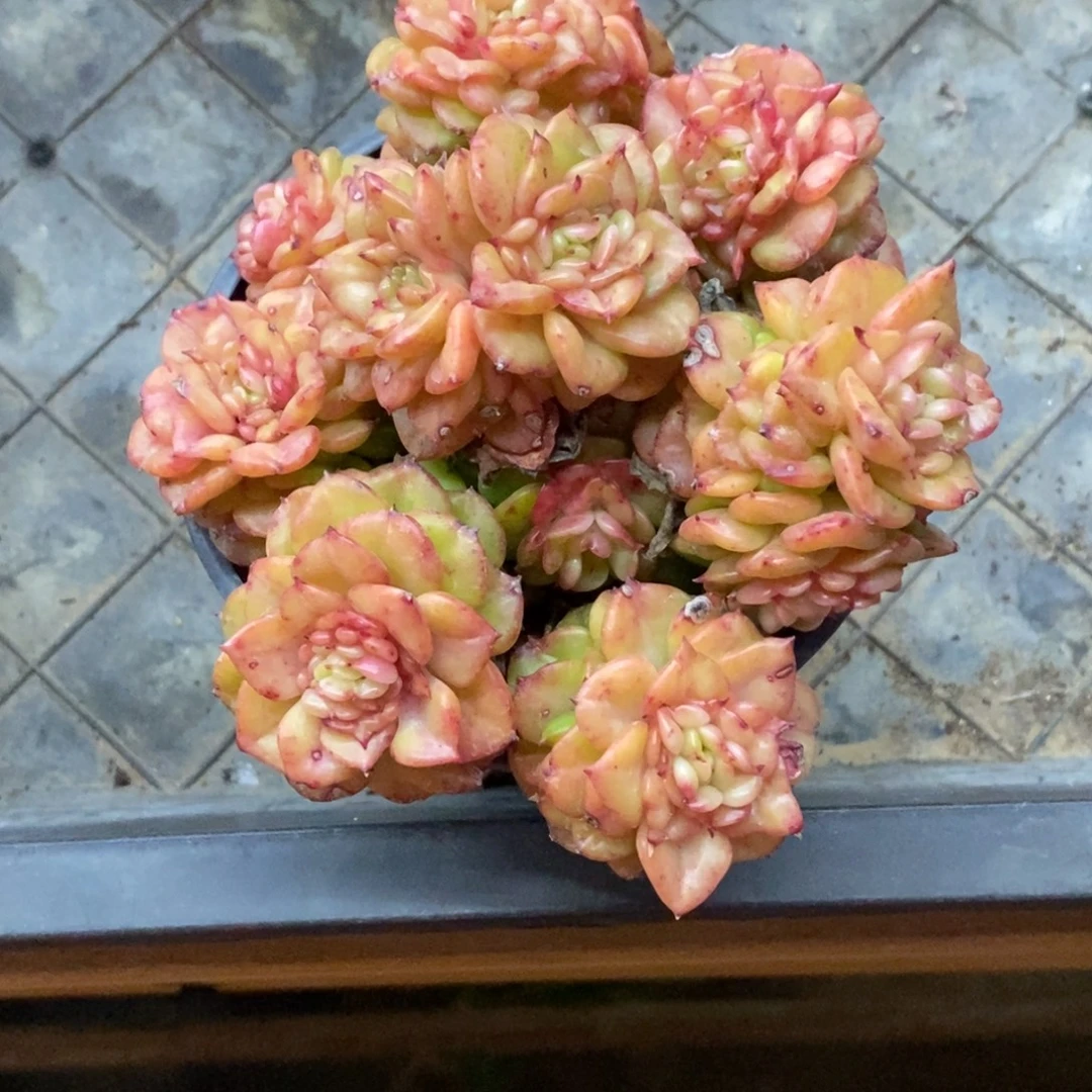 精品多肉一物一拍不包整389