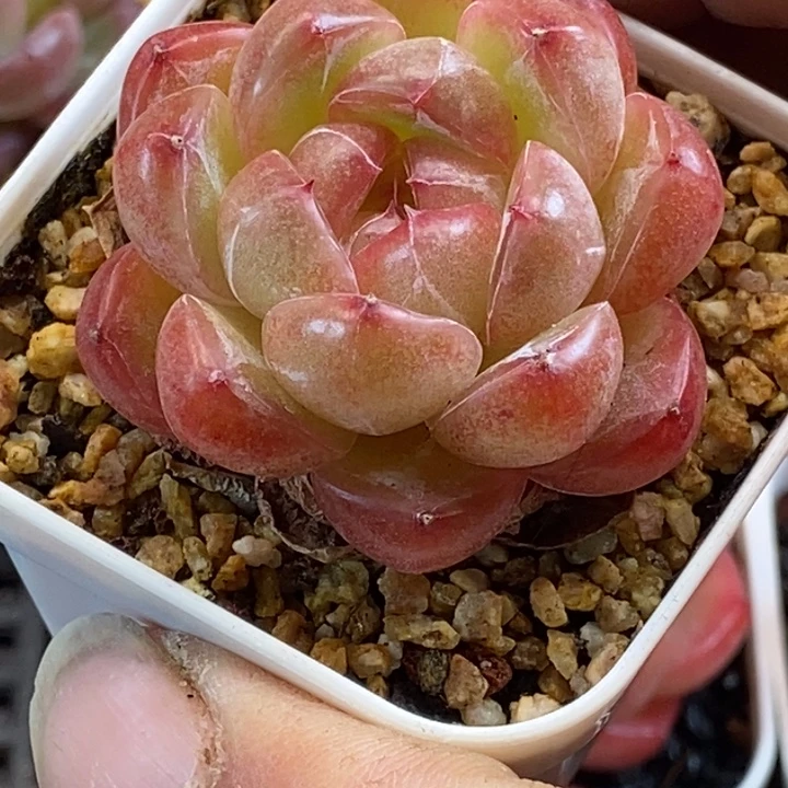 天官赐福百无禁忌