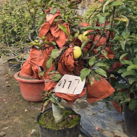 无花朵小高杆精品盆栽