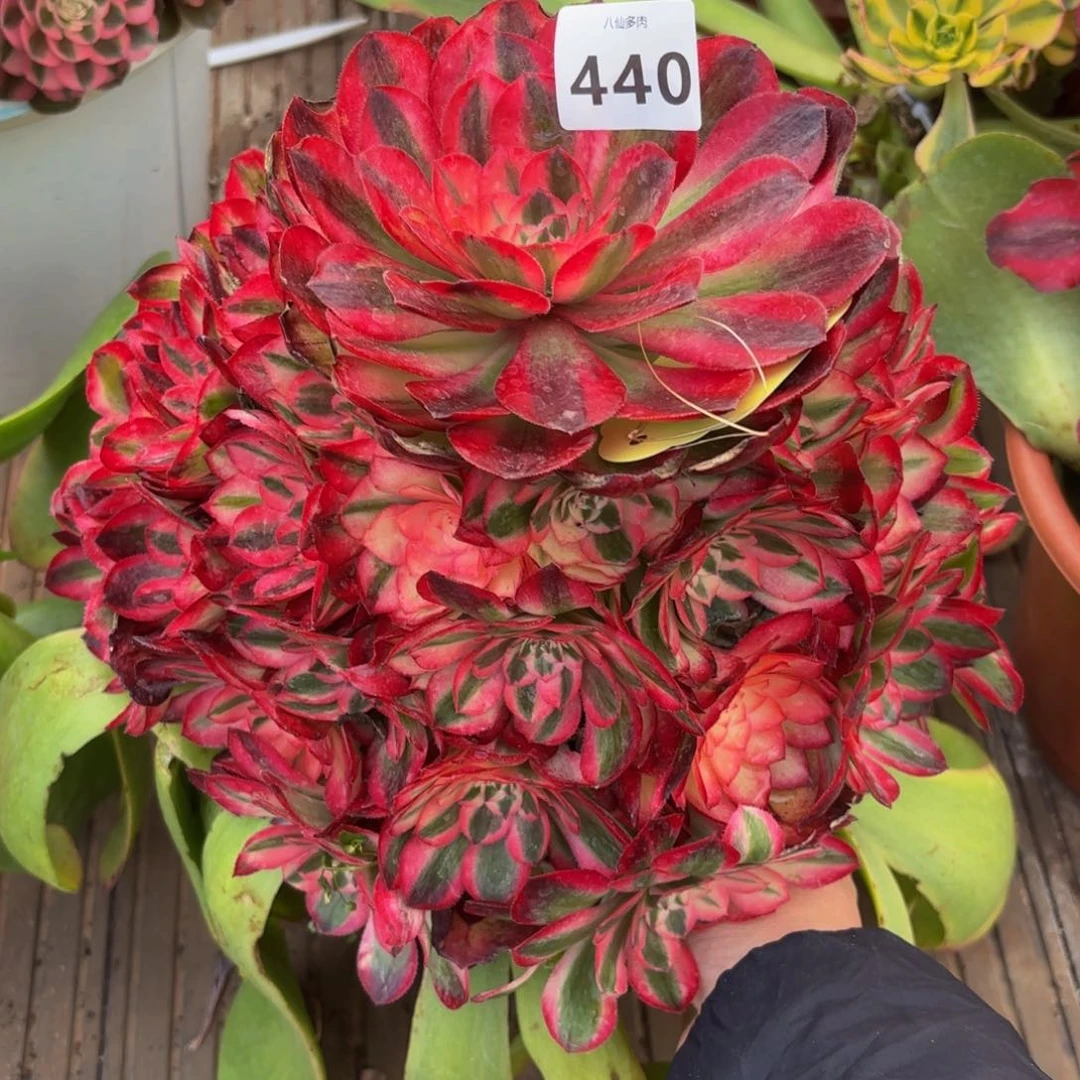 正***成440多肉植物荔枝无根