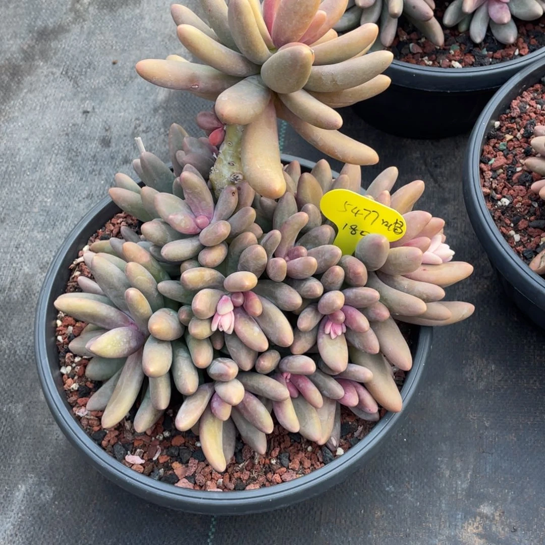 5****喵糖果美人群生无砍180