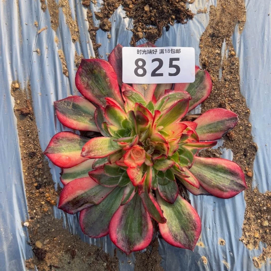 825黑魔锦绣球多肉植物