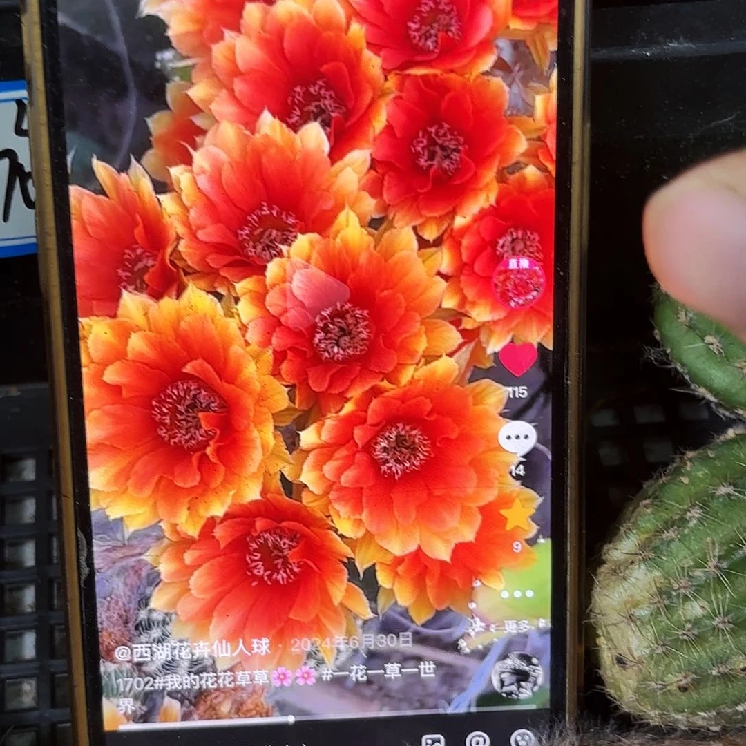 1702精钢侧牙20包邮仙人去17