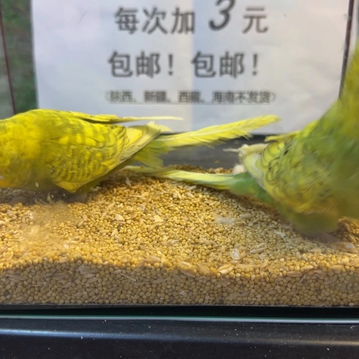 虎皮鹦鹉大头虎鹦鹉皮