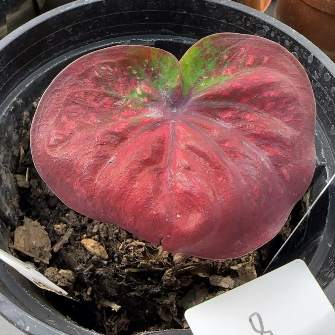 8-1028广东发货斯内普