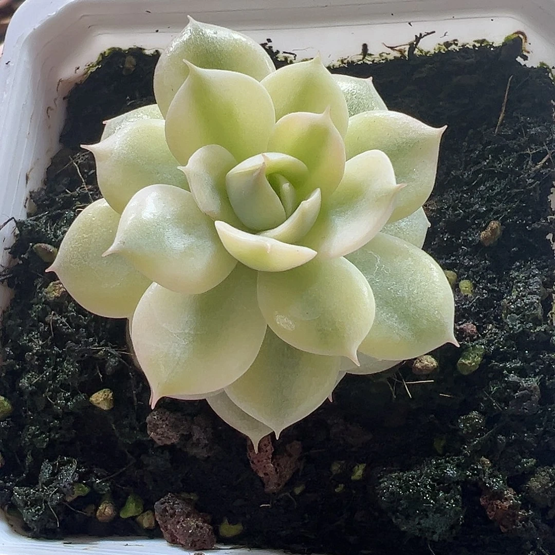 不知名多肉植物锦