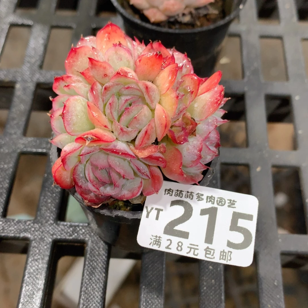 肉萌萌拇指盆精控多肉YT215