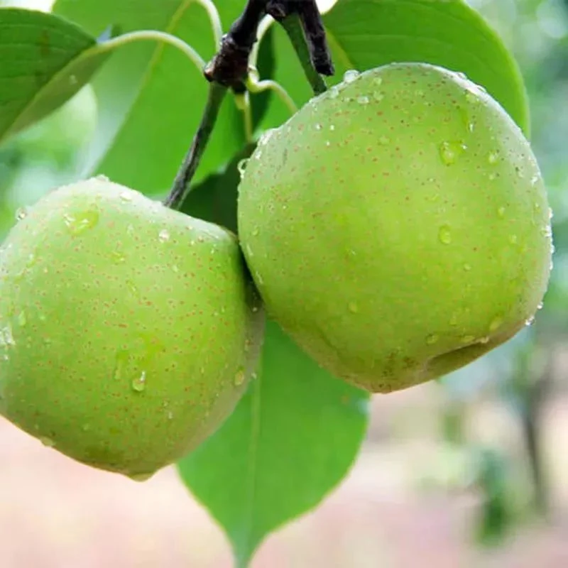 锦丰梨1/份10斤 买5斤赠5斤