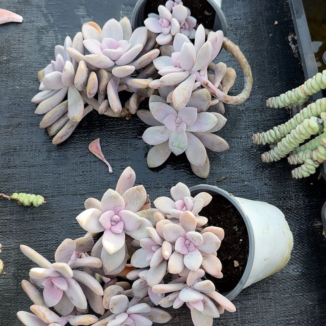 ：****多肉植物一物一拍桃霜两棵，006.007