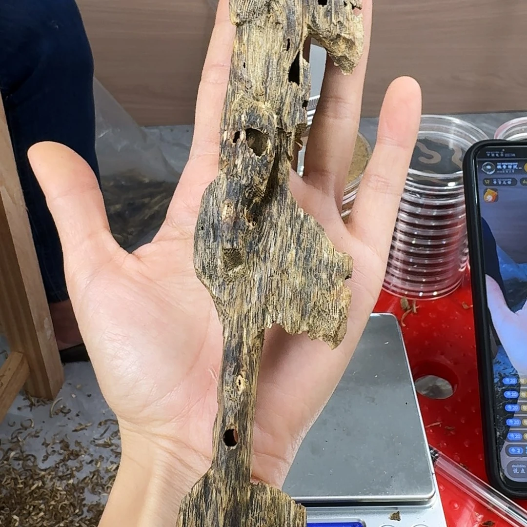 香料绿奇楠虫漏陆河32克