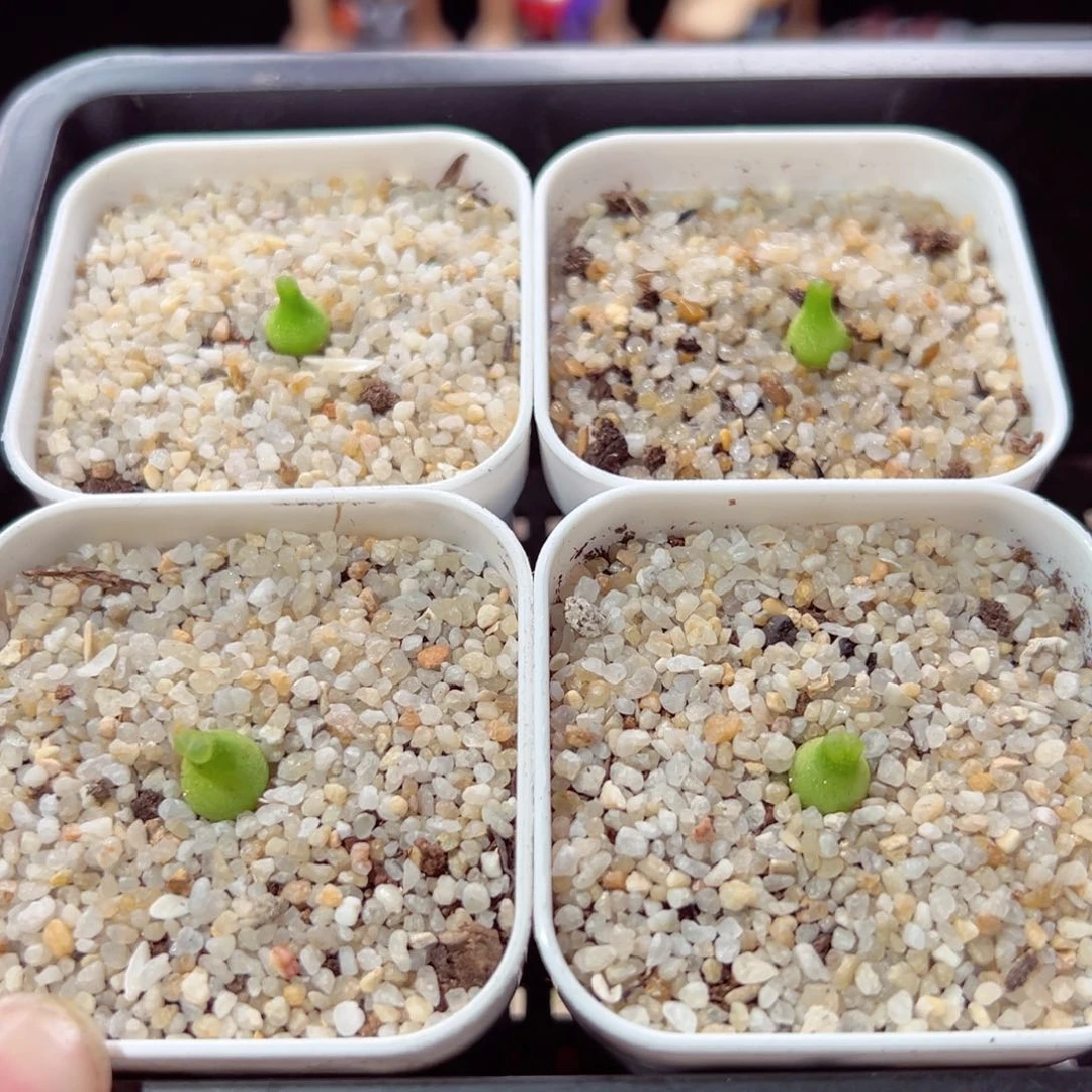 小*勺206-329.我的小伙伴