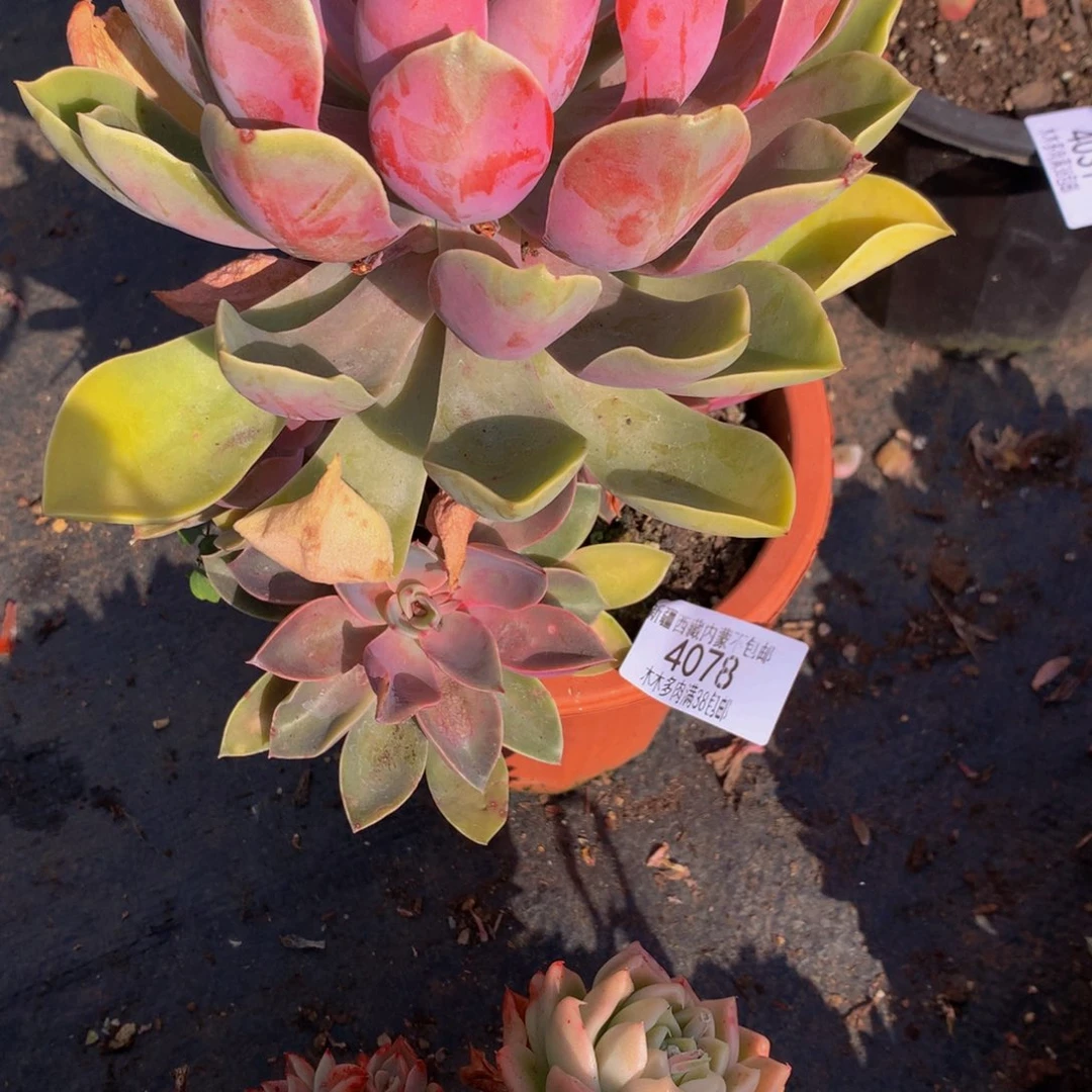 小*北4078紫气东来多肉