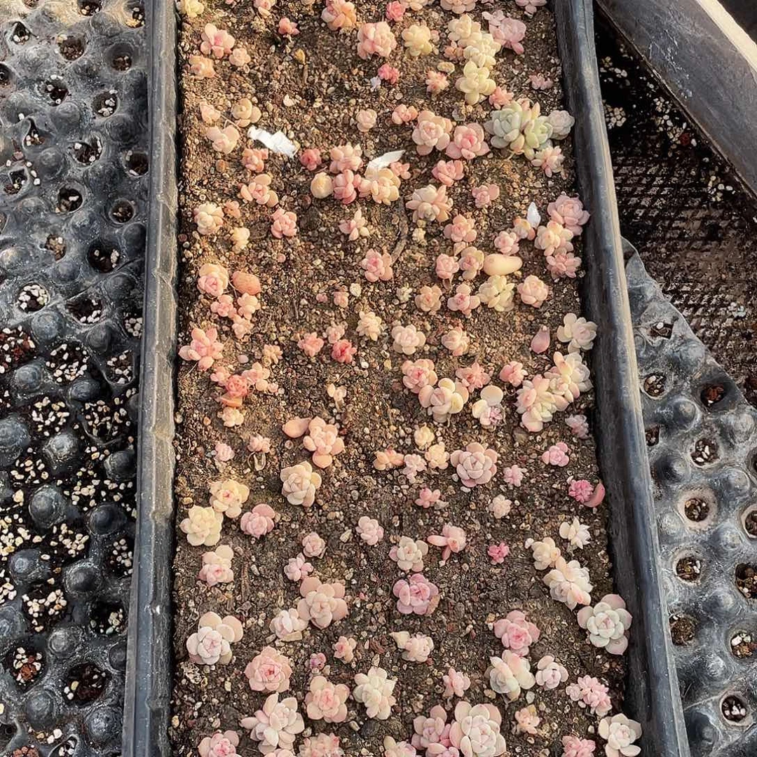 良***店222。  切盒发货。