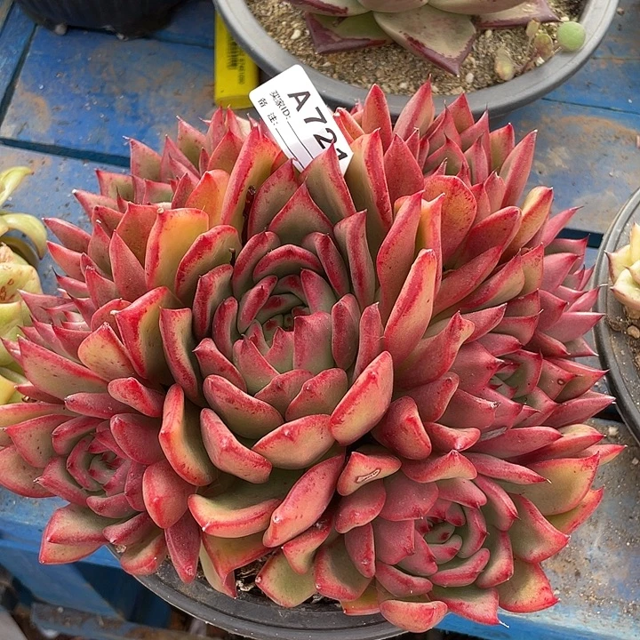 若如东云单拍A721