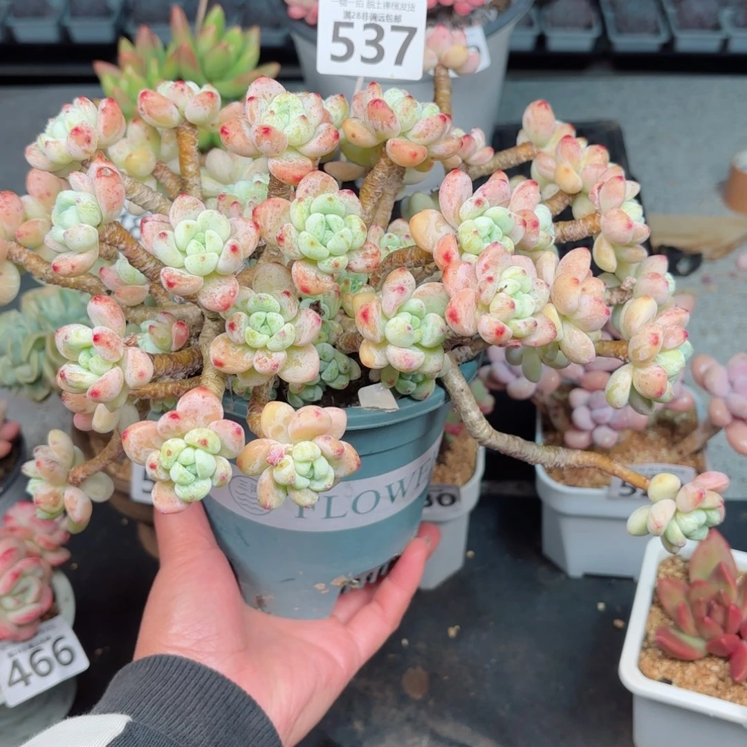 樱花罗绮无盆土发货